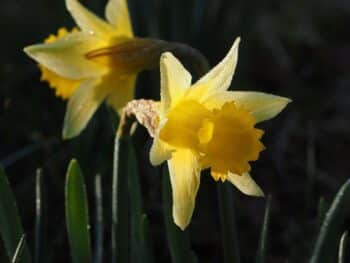 Comment choisir ses Fleurs de Bach selon son caractère