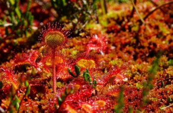 Les plantes efficaces pour soulager la digestion difficile