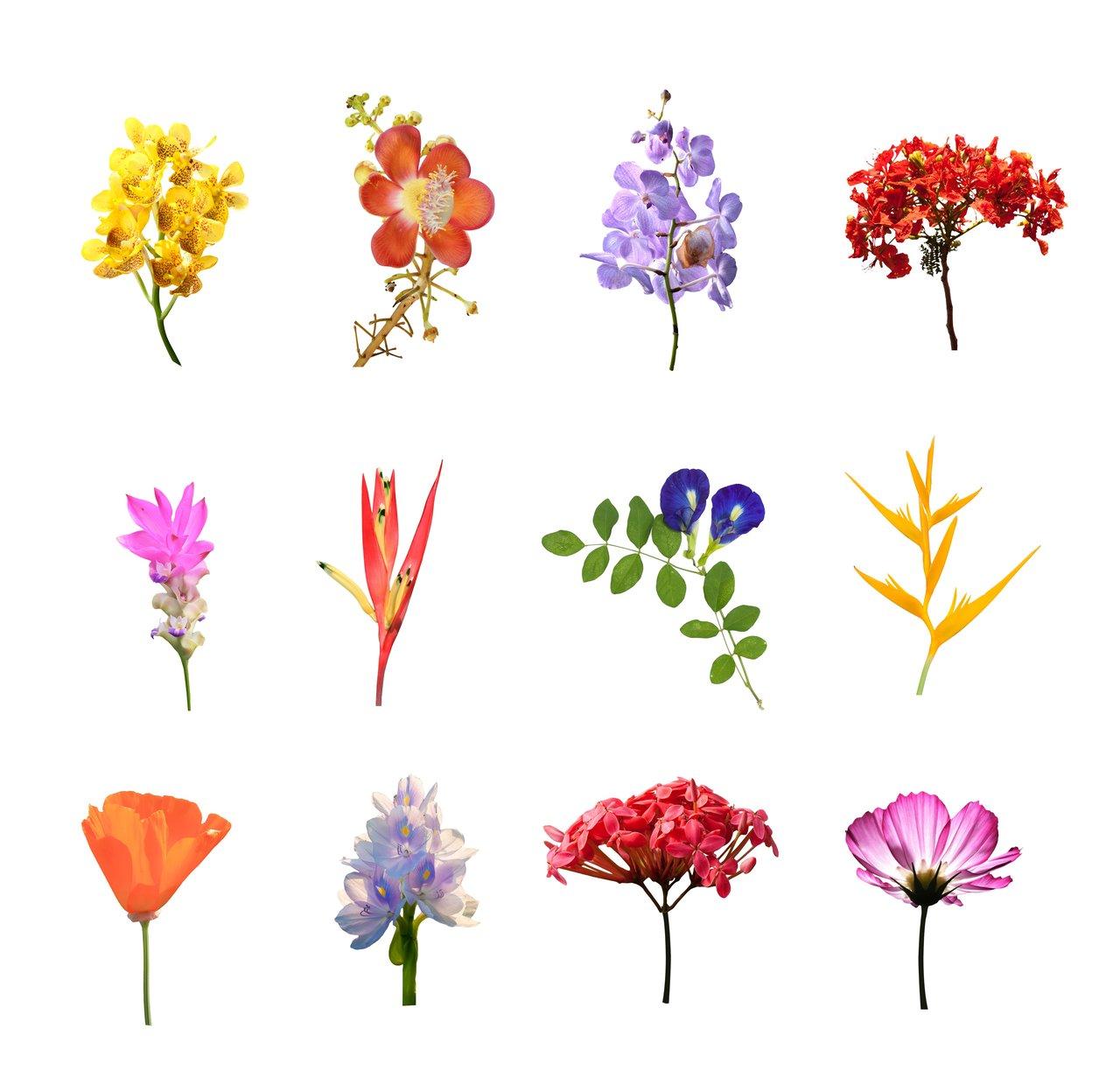 Diagramme comparatif des essences florales, illustrant les différences historiques et énergétiques entre fleurs de Bach et élixirs contemporains.