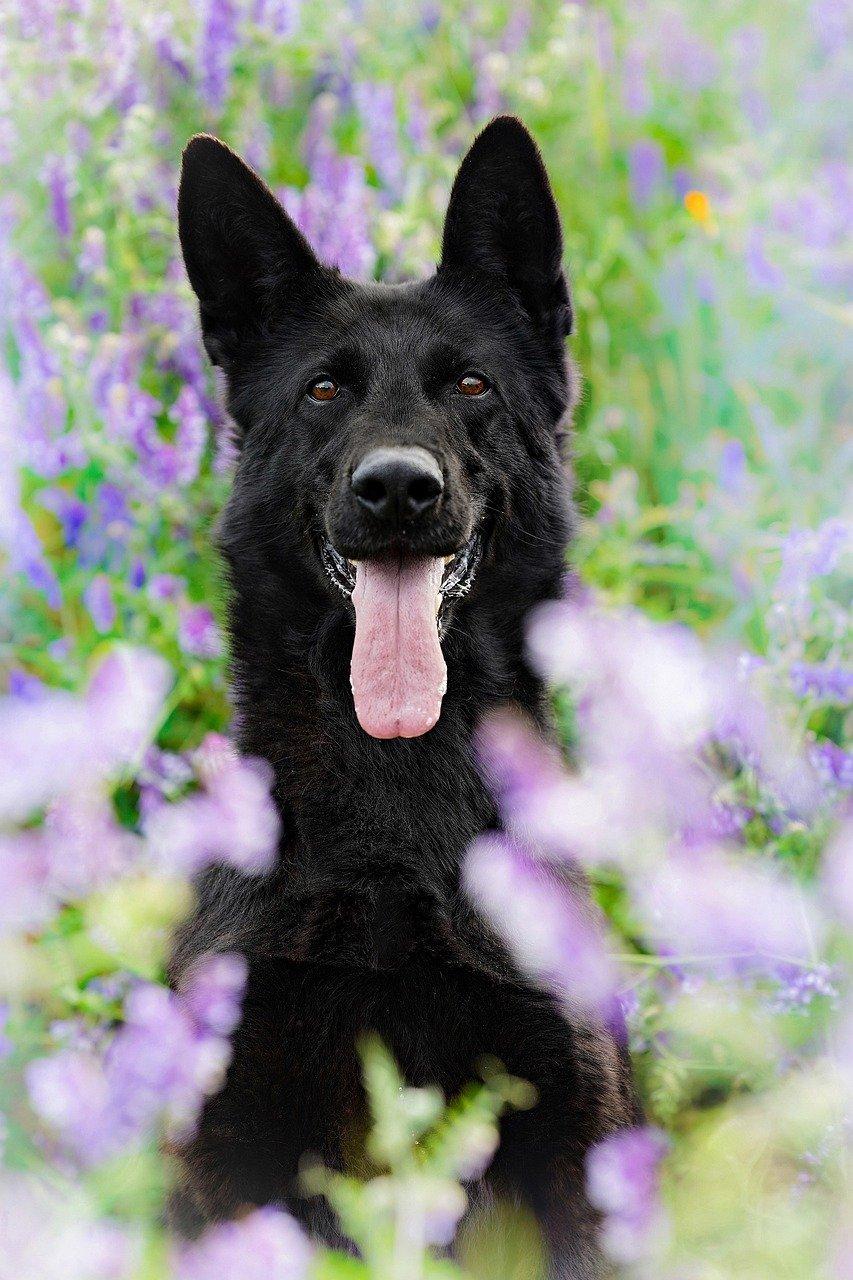 Un flacon de Fleurs de Bach avec compte-gouttes pour apaiser un chien de petite taille, illustration de flower essence dropper dog.
