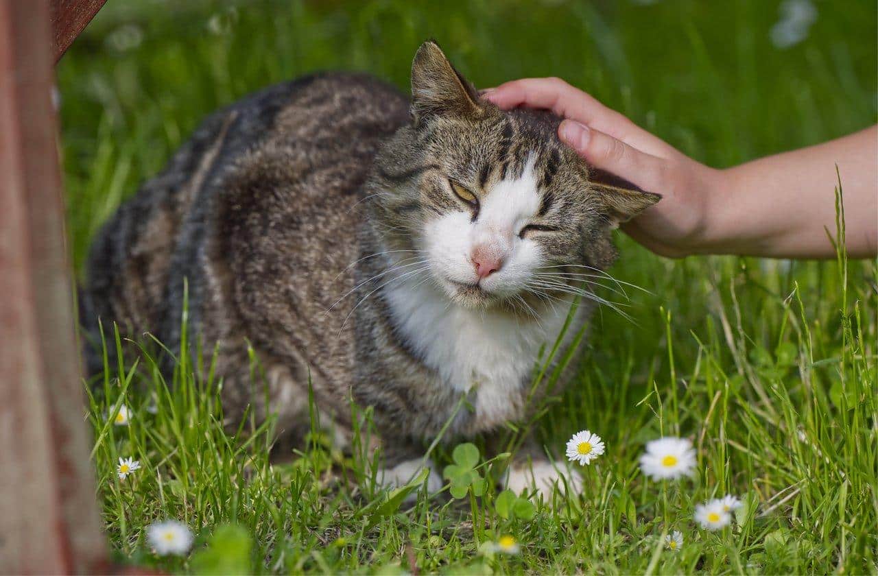 Un propriétaire applique doucement des gouttes de fleurs de Bach à son chat dans un cadre paisible, favorisant son bien-être.