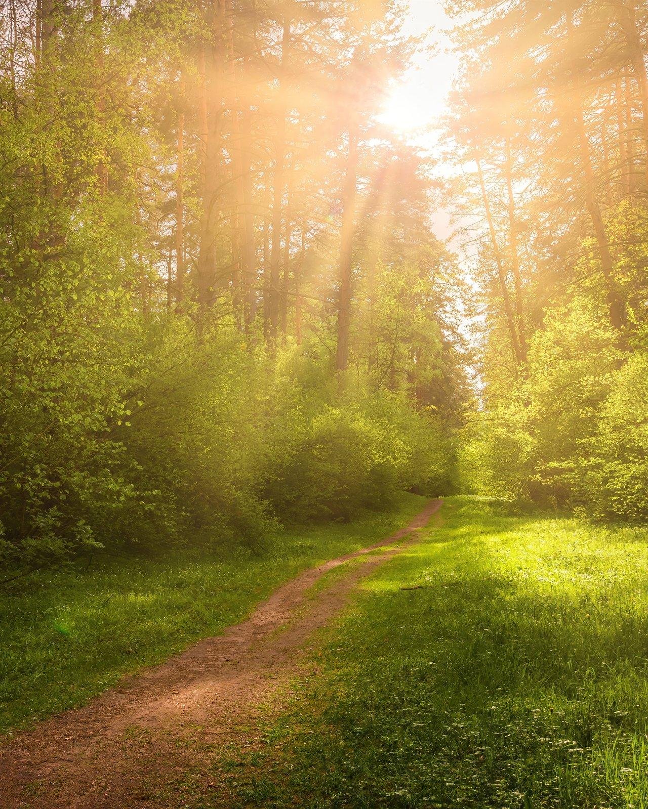 Promenade en forêt sous les rayons de soleil, idéale pour renforcer la santé mentale et physique.
